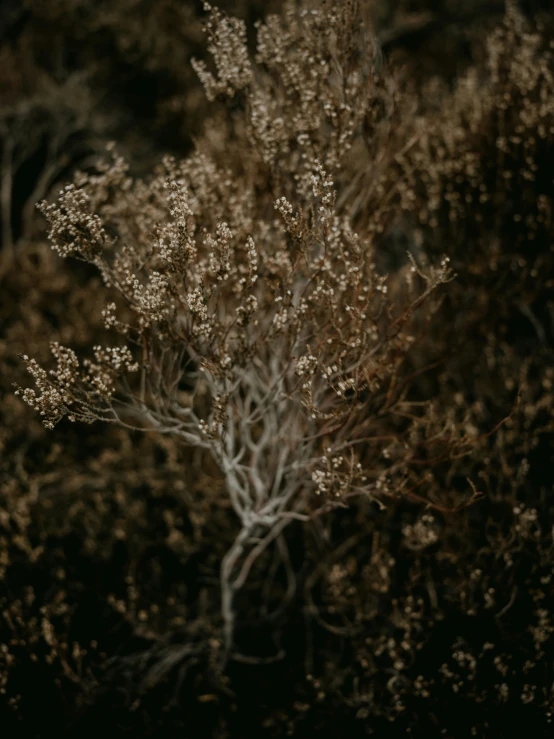 a tree that has some yellow flowers on it