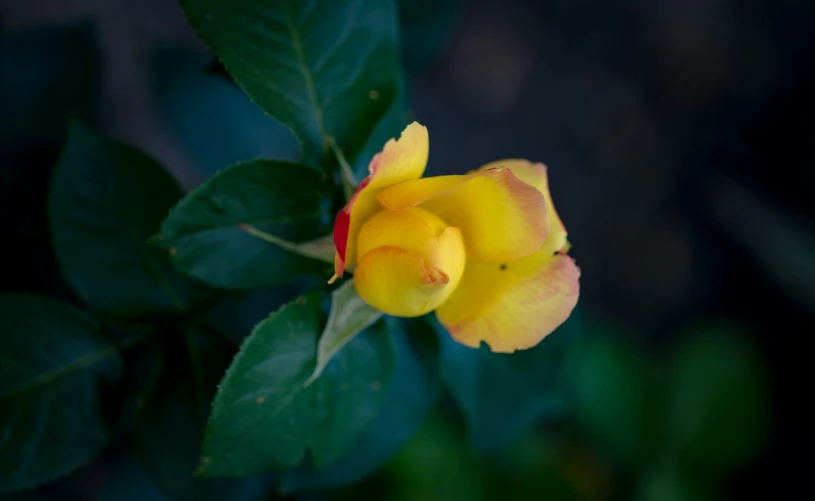 a small flower in the center of some leaves