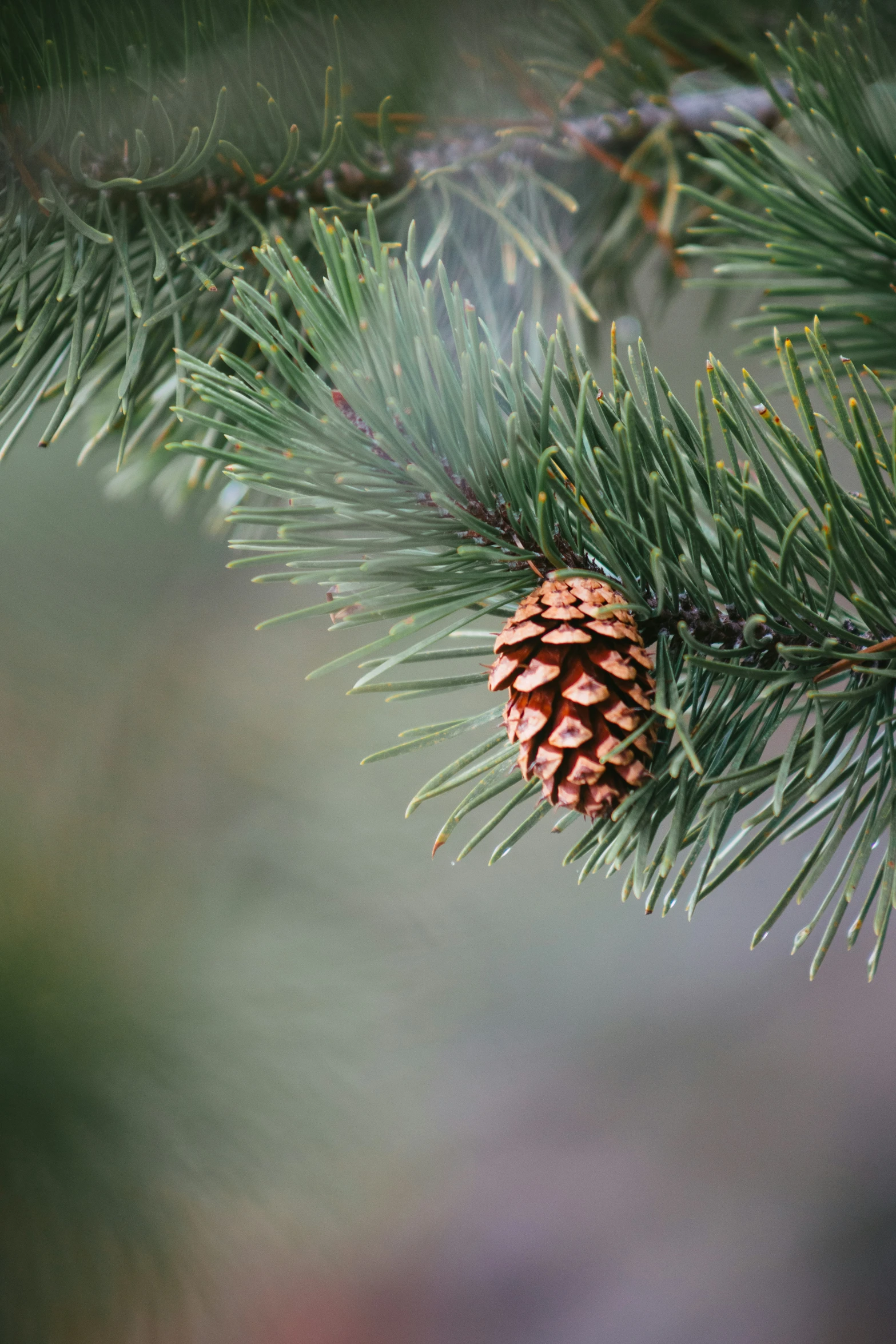 pinecone hanging from a pine tree with blurry background