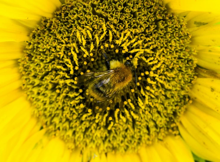 a bee sitting on a big yellow sunflower