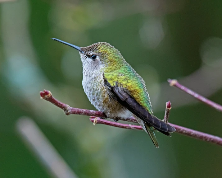 a hummingbird perches on the limb of a tree