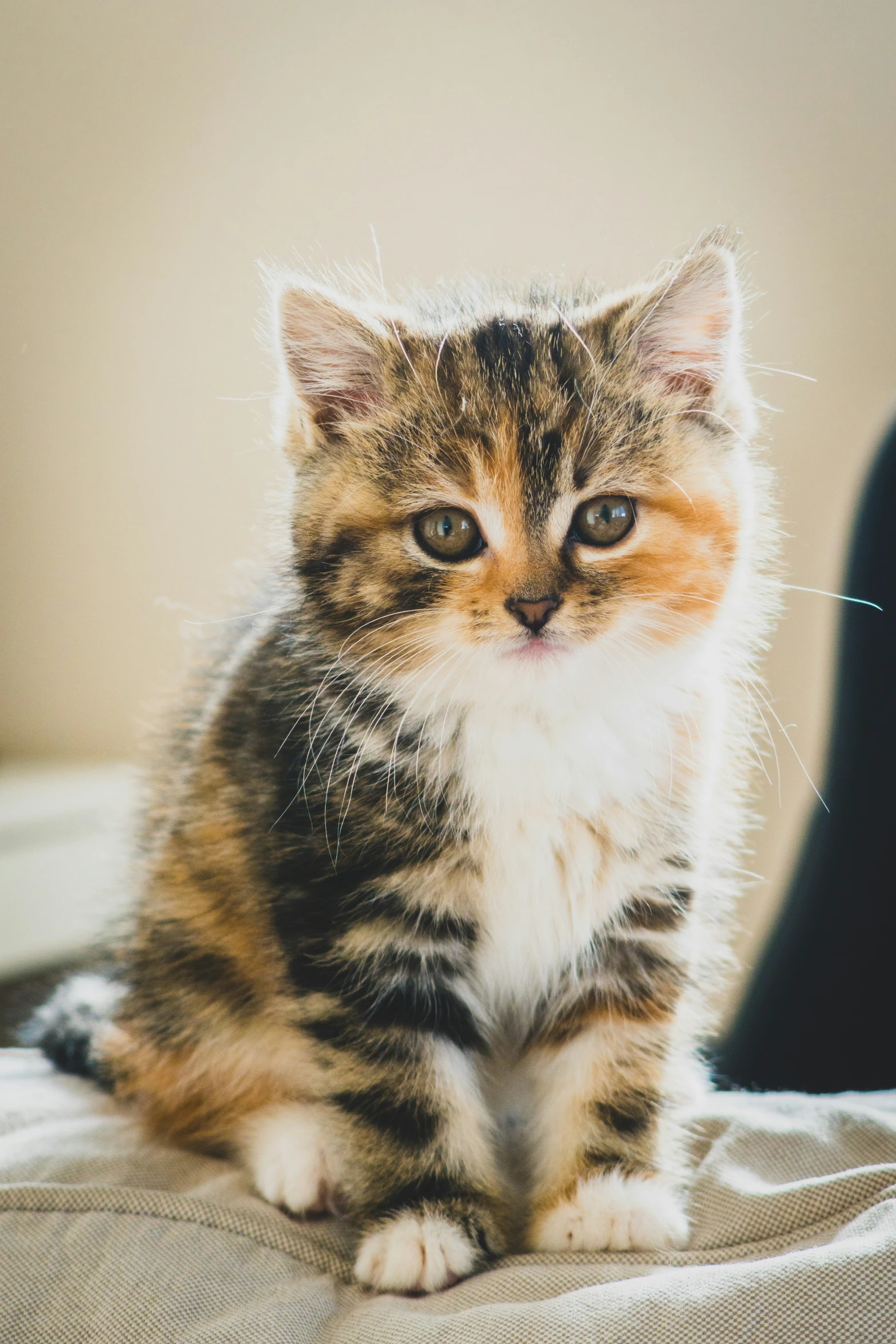 a brown white and black kitten is on a bed