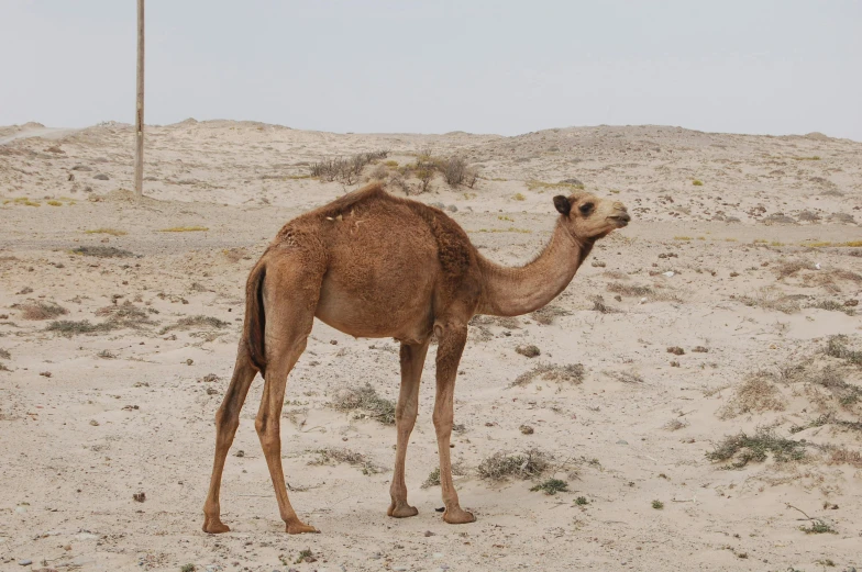 a camel standing in a sand covered plain