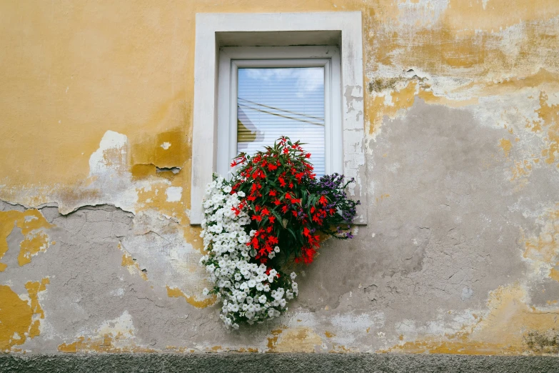 a flower plant sitting inside of a white window frame