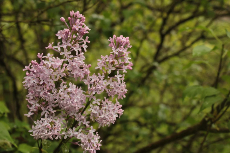 a bunch of pink flowers on a nch