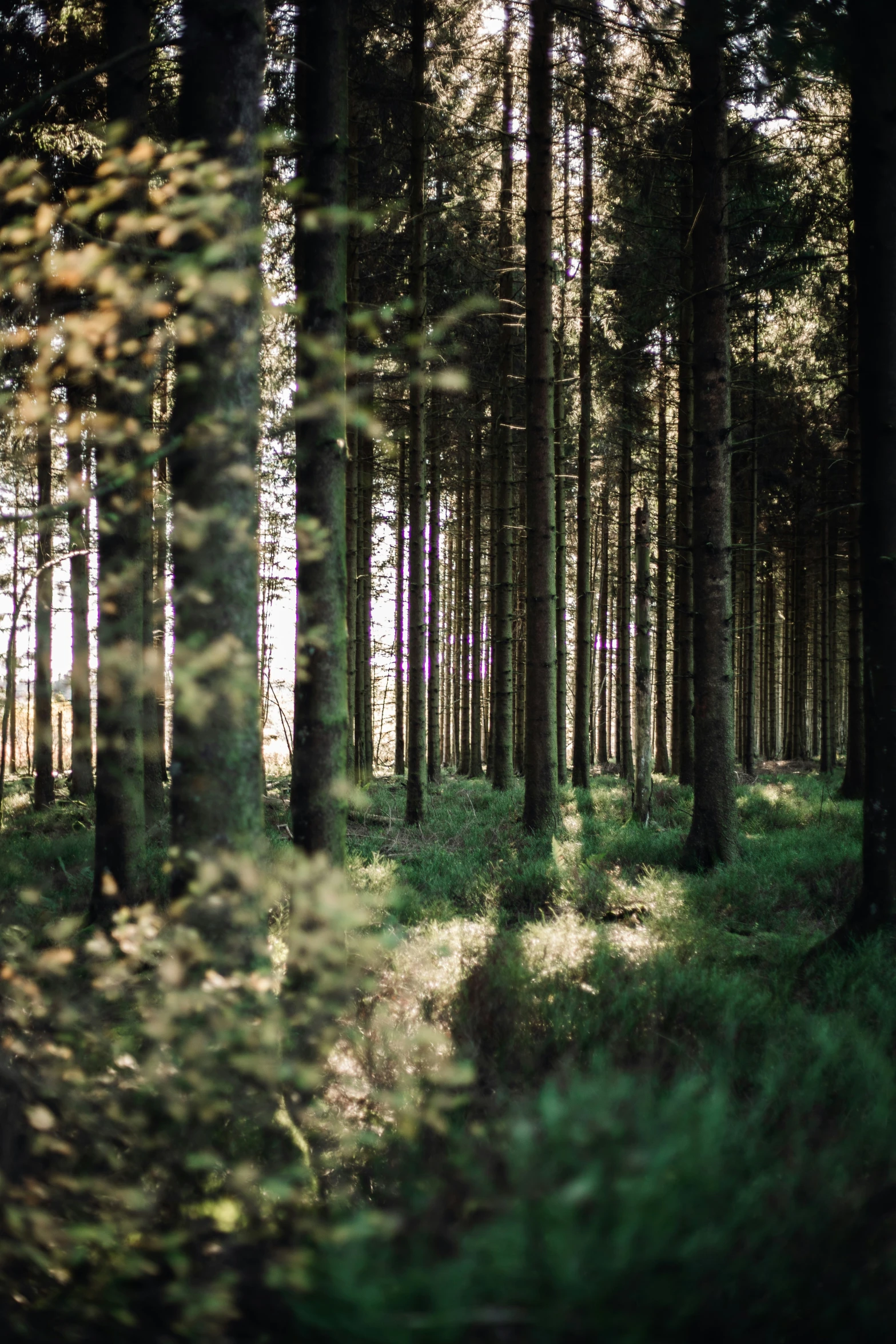 a path in the middle of a grove of trees