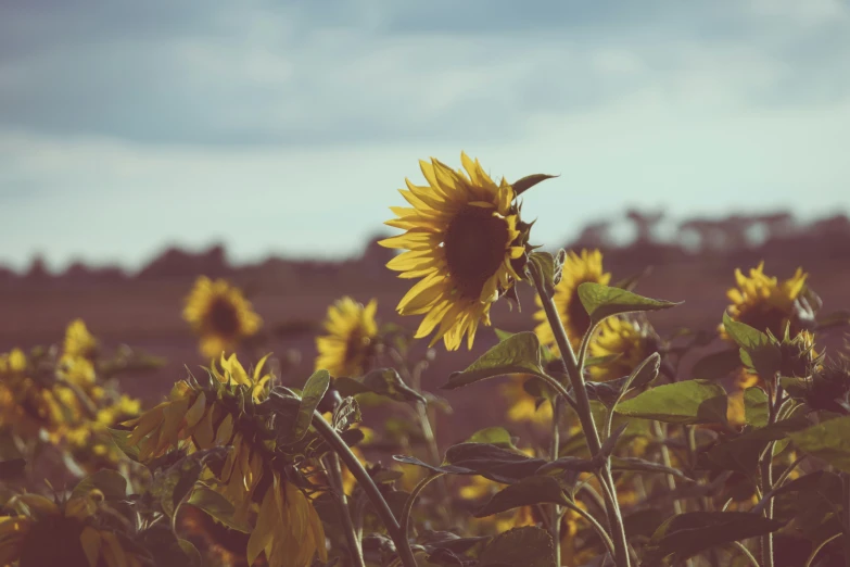 a big sunflower standing in a field next to a forest