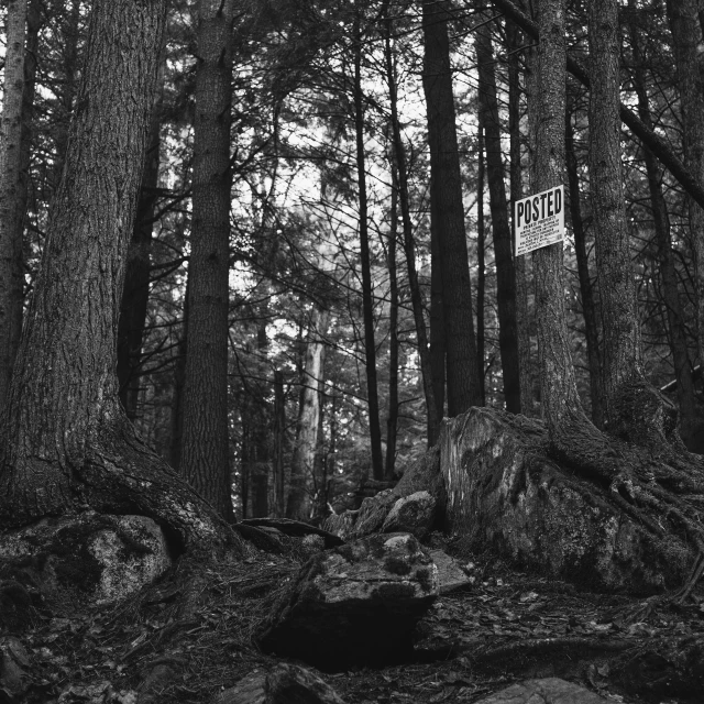 black and white po of some trees and rocks