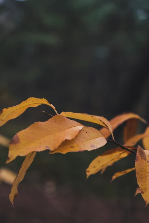 there is an image of a nch with leaves on it