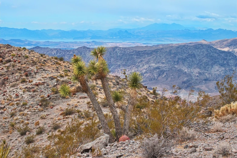 the view over mountains from an area with very tall trees