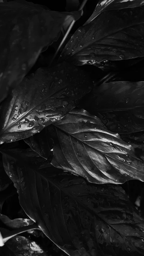 black and white pograph of leaves covered with water