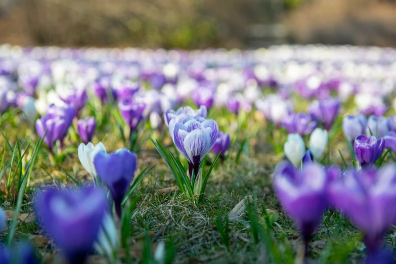 purple and white tulips are in the middle of a field