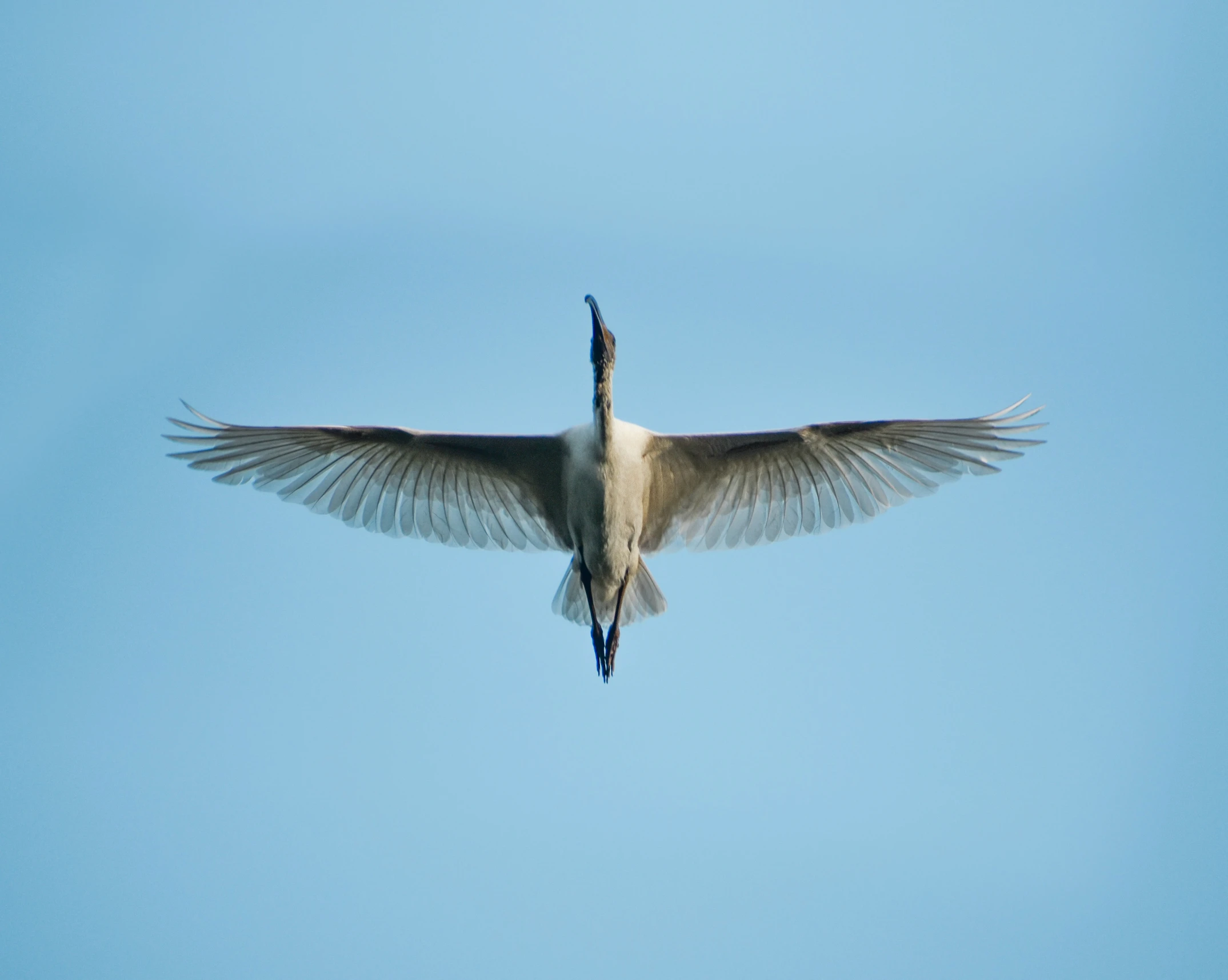 a large white bird flying through a clear blue sky