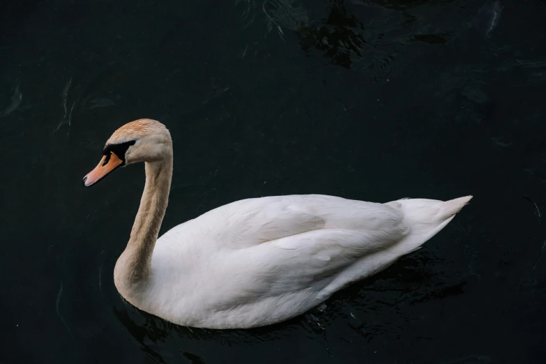 a large white swan swimming across a dark water