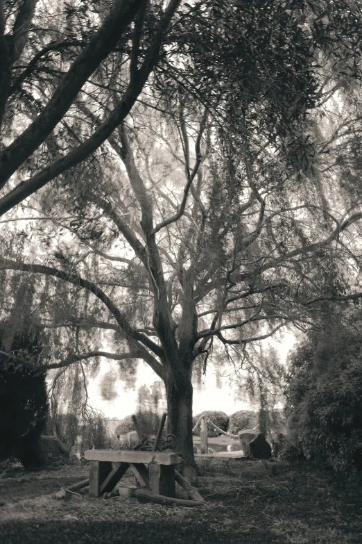 a black and white po of a tree in the back ground