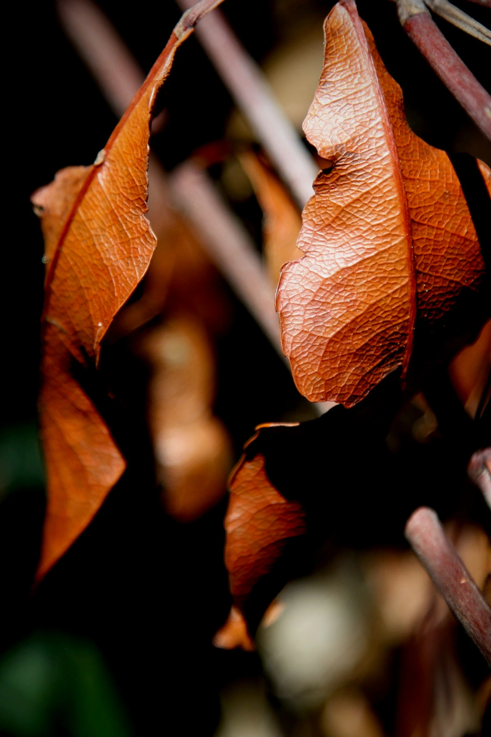 close up view of the brown leaves of a tree