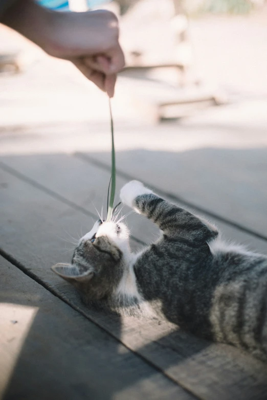 the cat is reaching for the object with its tail