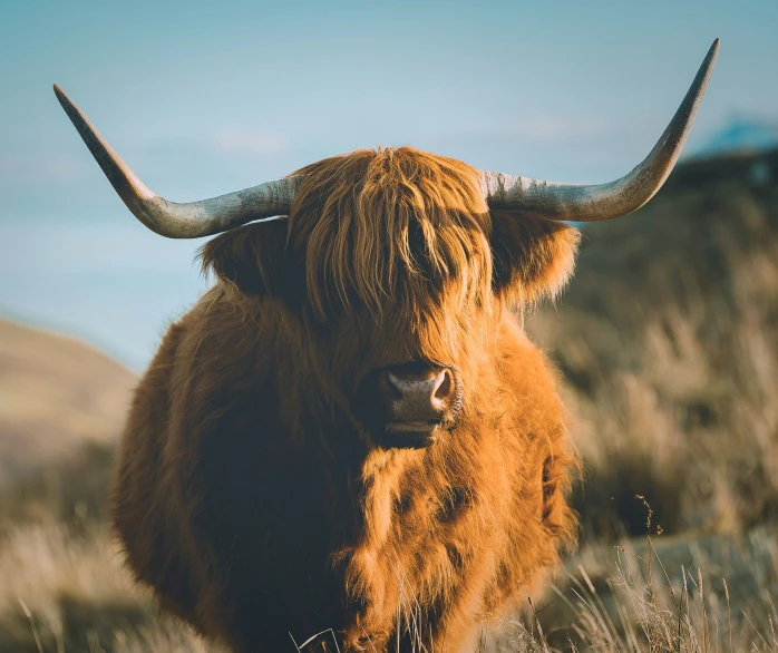 a cow with very long horns in the grass