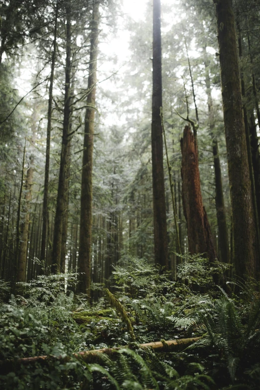 a forest with many tall trees and ferns