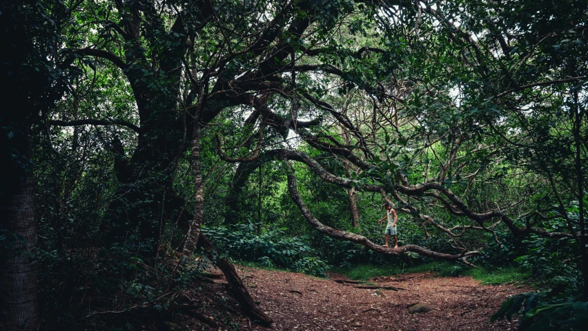 a path between two trees and another forest