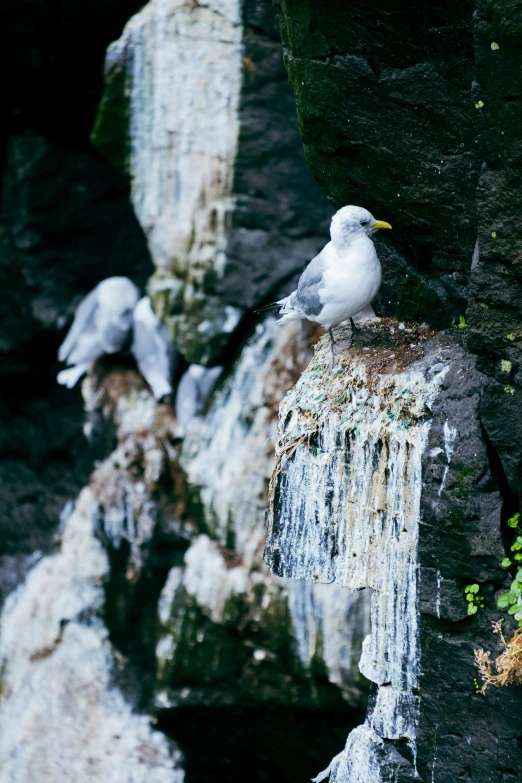 the small white bird is standing on the rock next to the water