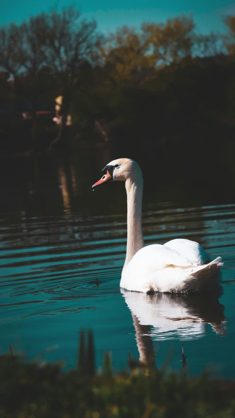 a swan is floating on the water and looking at the camera