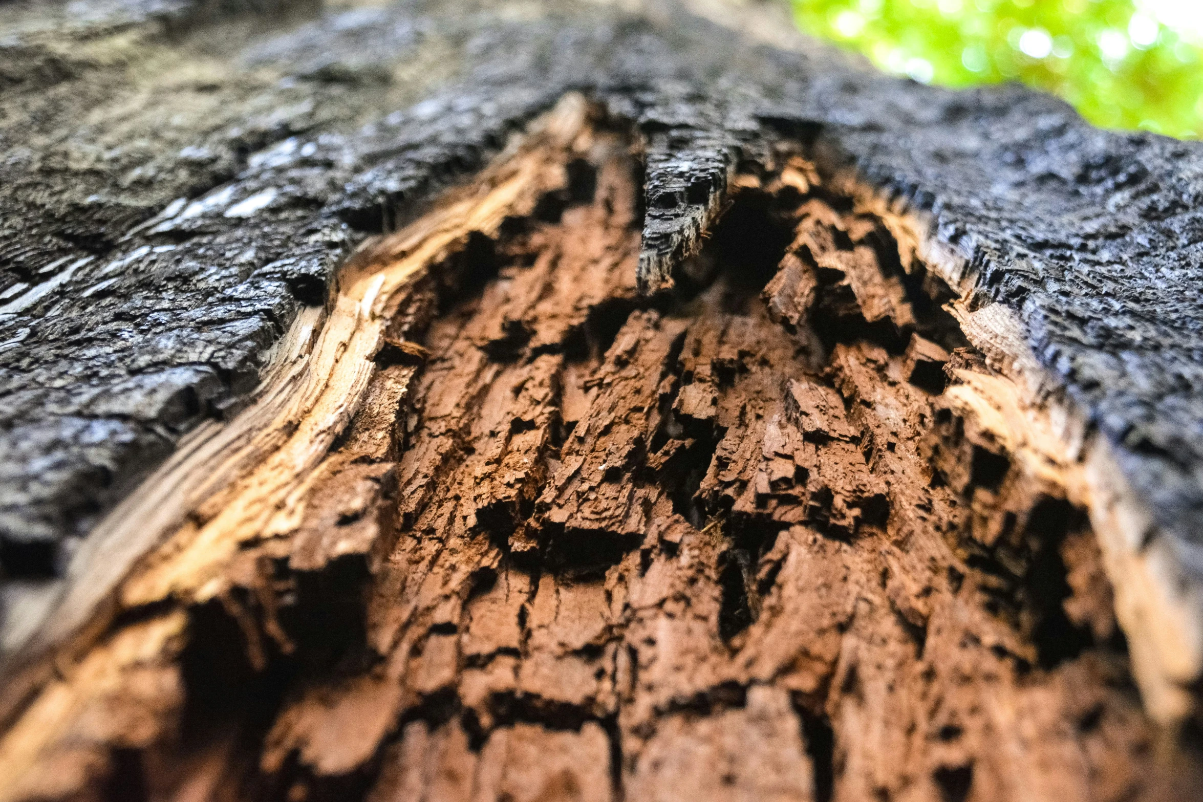 an up close s of a tree bark