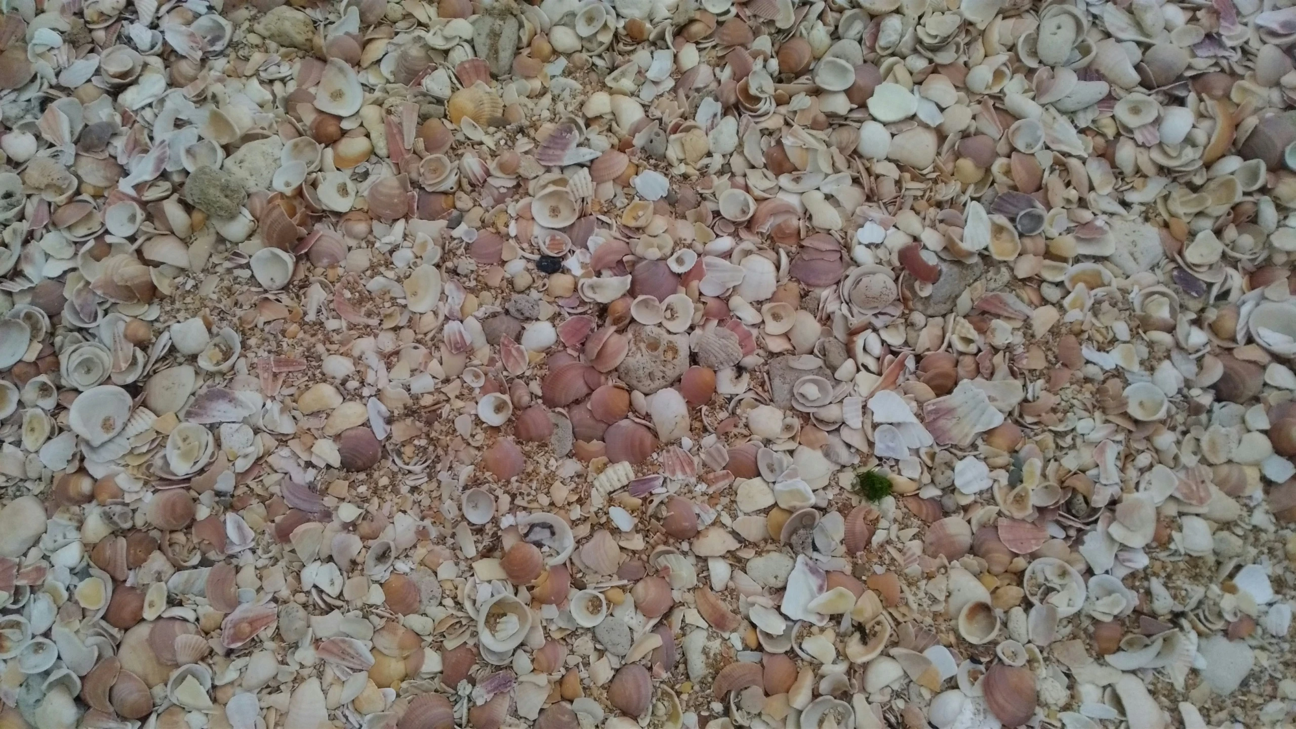 there is lots of shells all over this wall