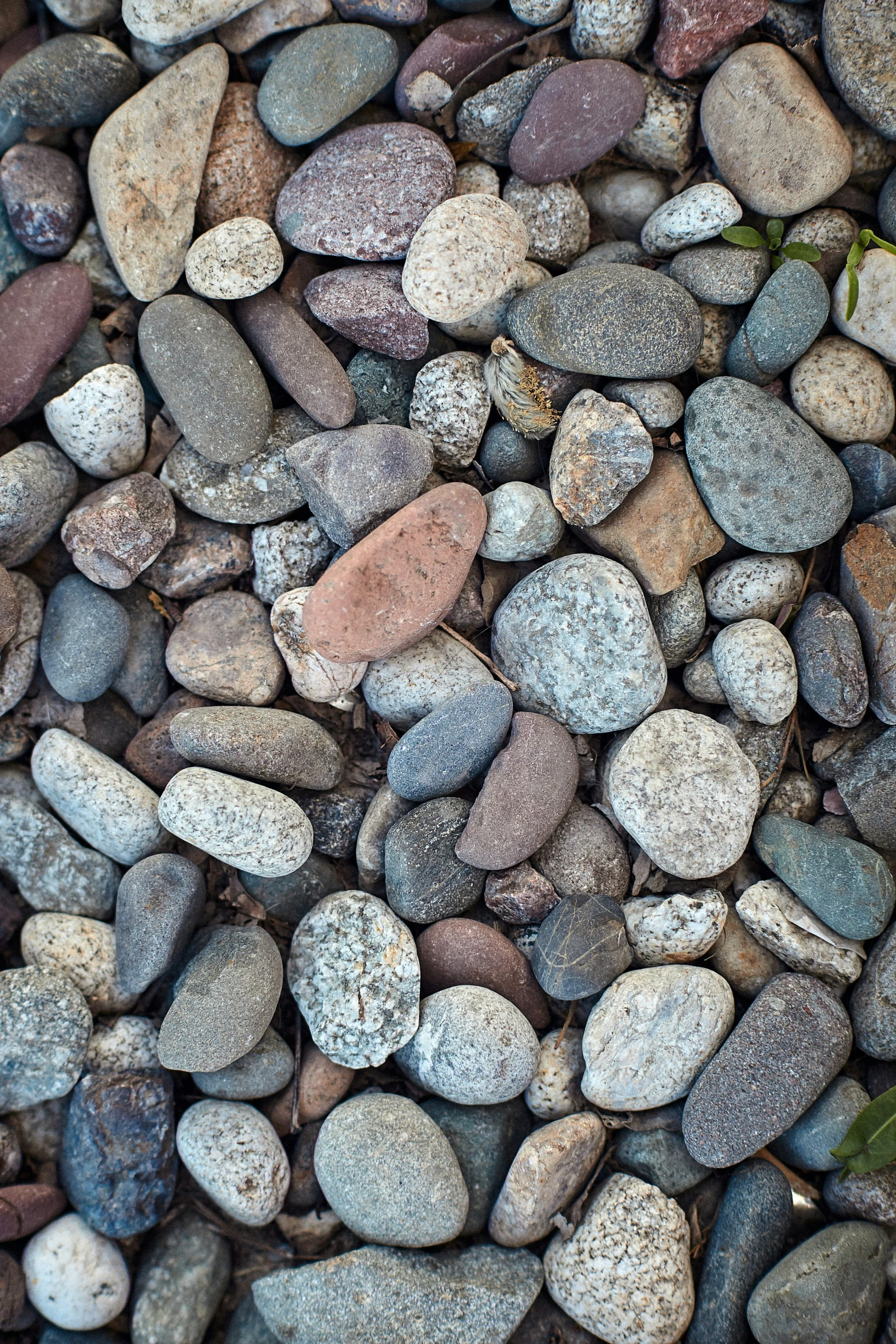 some rocks and leaves on some concrete