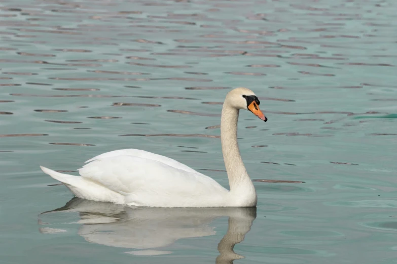 a white swan is floating on the water