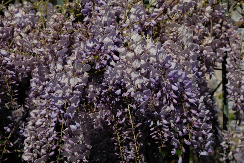 purple flowers blooming on the nches in front of a building