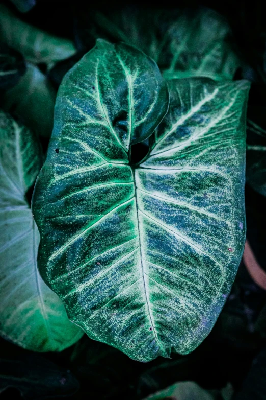 green leaves lit up with the light from behind