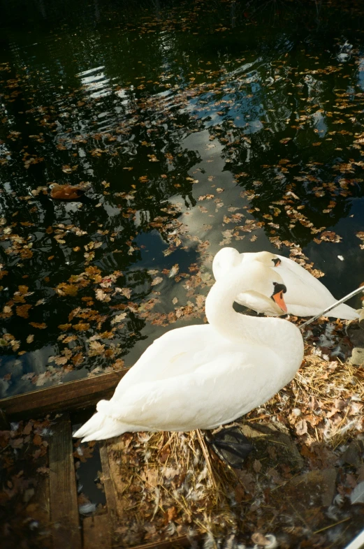 the goose has its head cocked near the water