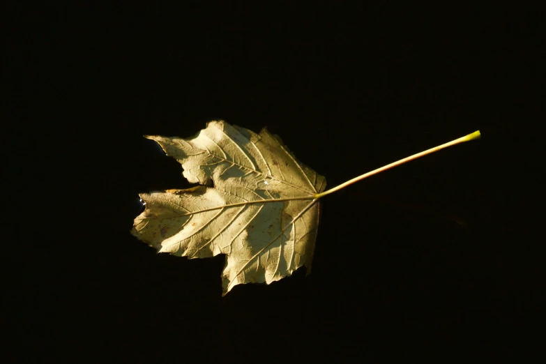 a leaf that is sitting on a table