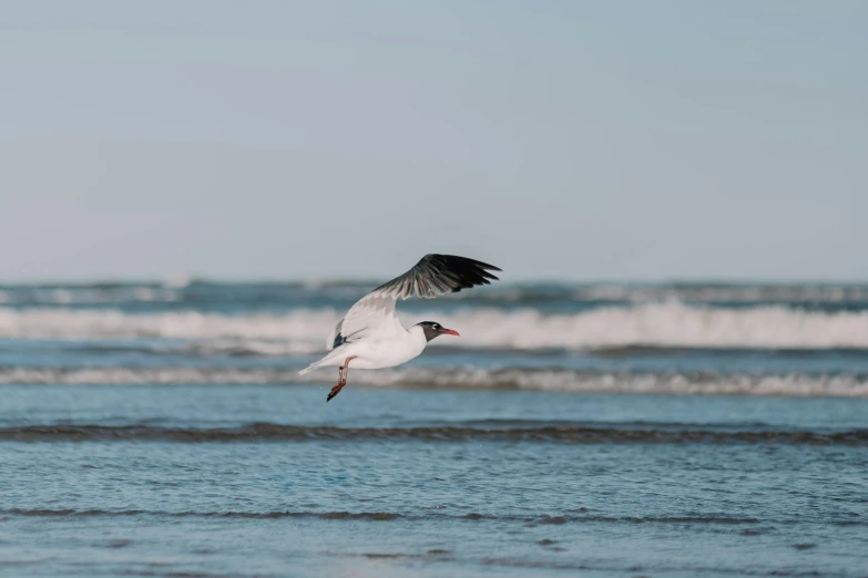 a seagull flying near the ocean during the day