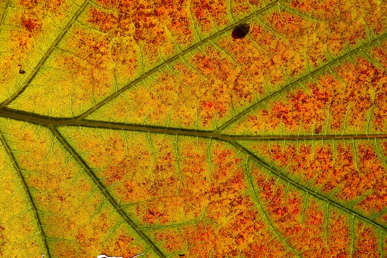 the underside of a large leaf showing red and yellow frecks