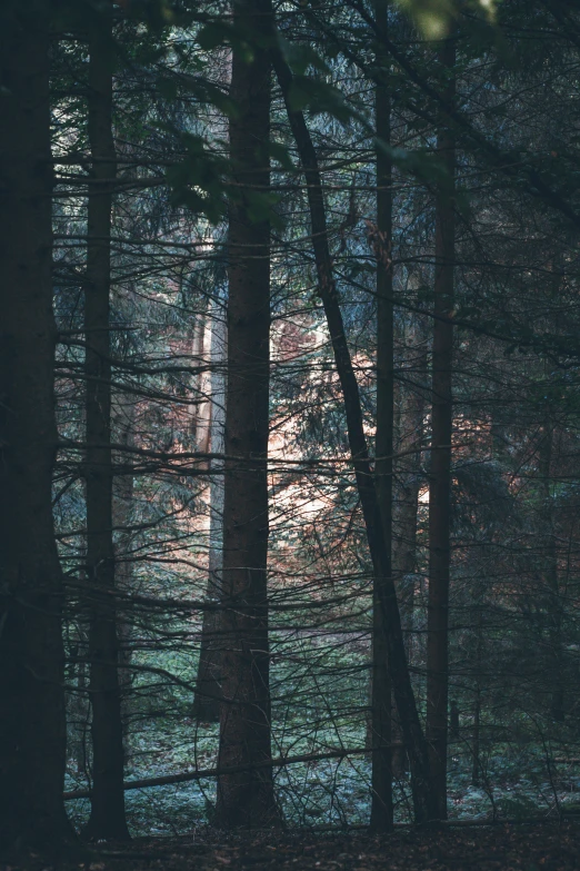 a couple of big trees sitting in the middle of a forest