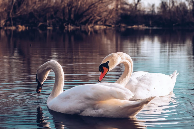 the large white swan is swimming near an adult swan