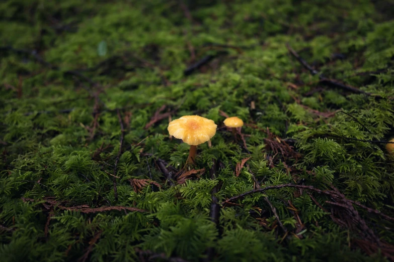 a group of mushrooms that are in the grass