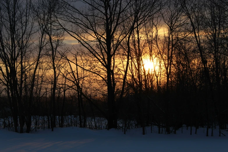 the sun setting through the winter trees