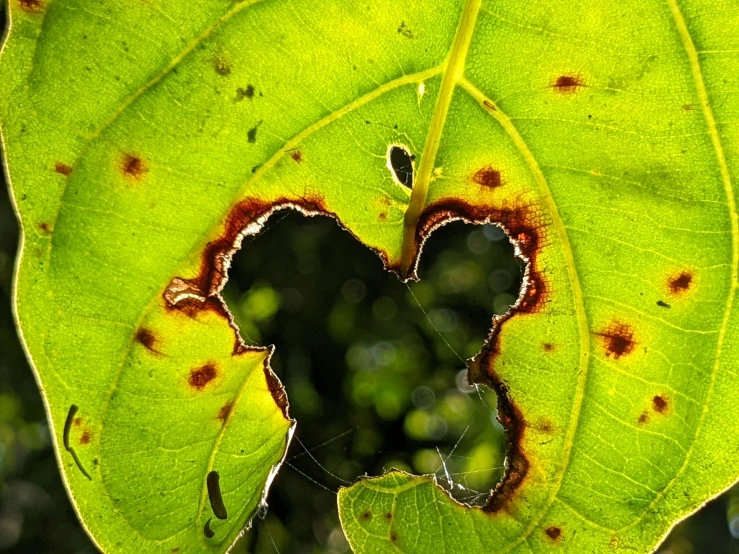 a close up of a green leaf with some brown spots