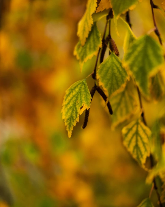 the leaves on the tree are brown, green and yellow