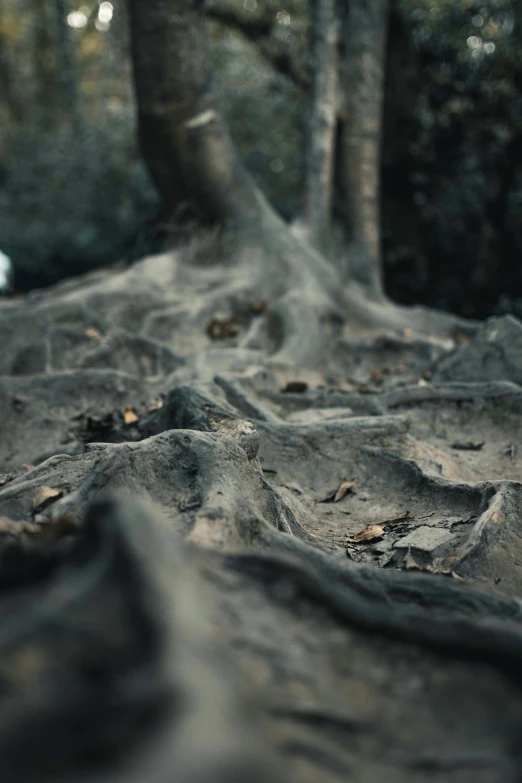 a close up view of some rocks and a tree