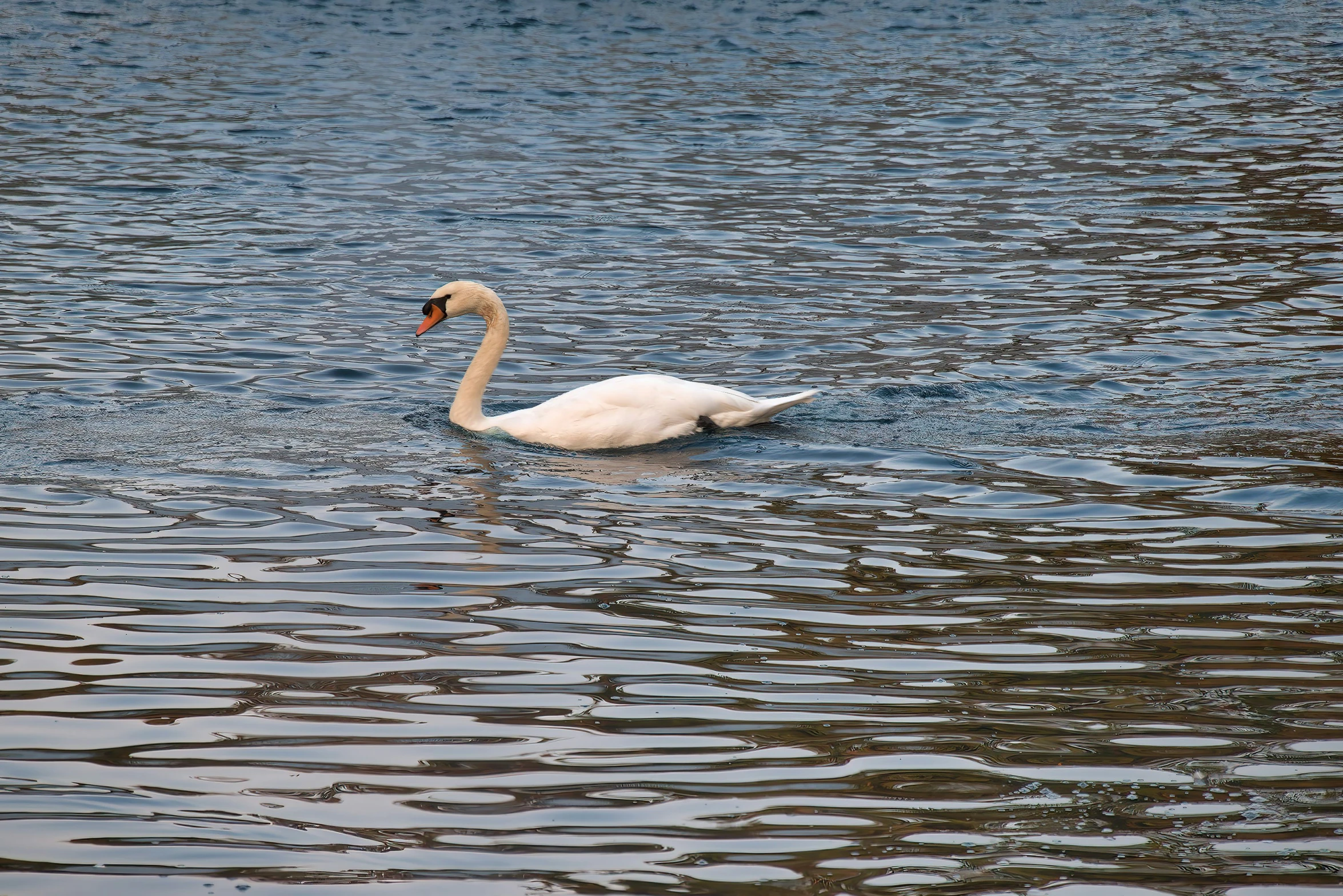 a lone swan swimming across a lake in the daytime