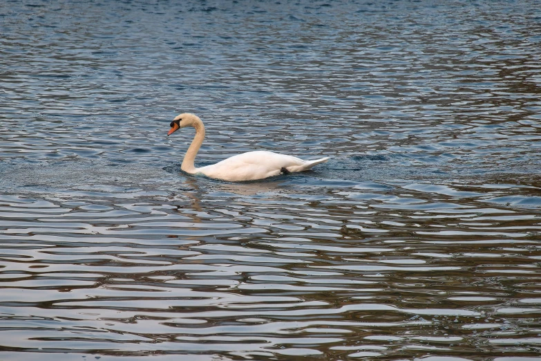 a lone swan swimming across a lake in the daytime