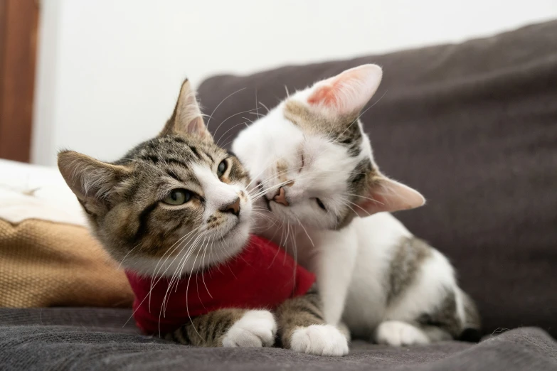 two cats are playing with each other on the couch