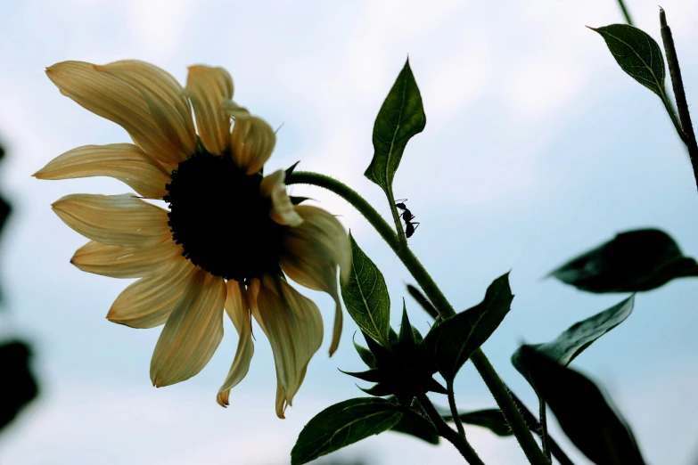 the sunflower is blooming against a blue sky