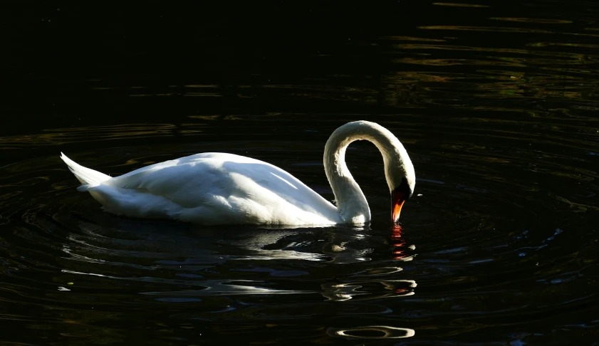 a white swan is swimming on some water