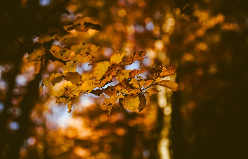 yellow leaves that are on the nches of some trees