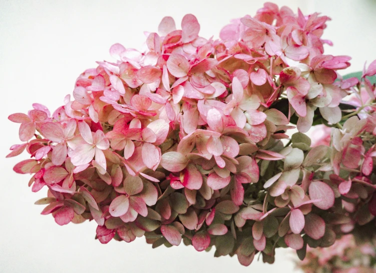 a plant is shown with many small pink flowers